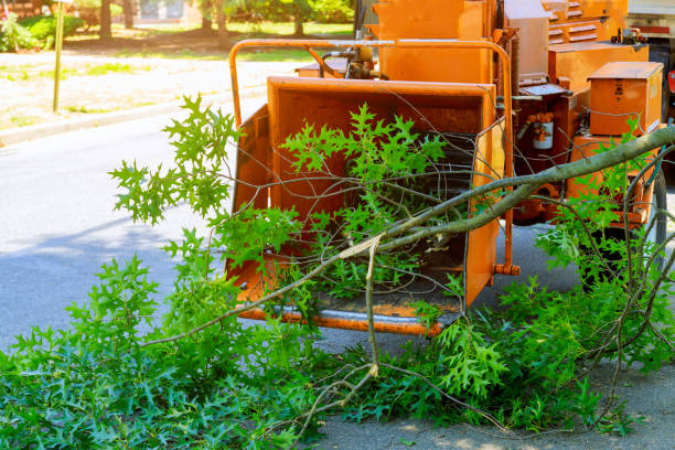 Tree Health Inspection in Auberry, CA